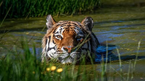 OZLHSP Spiel des Jahres Erwachsene Puzzle 1500 Teile Tiger Sumpftier 87x57cm OZLHSP Spiel des Jahres Erwachsene Puzzle 1500 Teile Tiger Sumpftier 87x57cm von OZLHSP