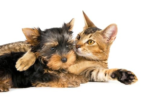 OZLHSP Spiel des Jahres Erwachsene Puzzle 1500 Teile Welpe Yorkshire Katzen Tier 87x57cm OZLHSP Spiel des Jahres Erwachsene Puzzle 1500 Teile Welpe Yorkshire Katzen Tier 87x57cm von OZLHSP