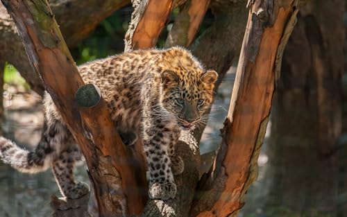 OZLHSP Spiel des Jahres Erwachsene Puzzle 500 Teile Leoparden 52x38cm OZLHSP Spiel des Jahres Erwachsene Puzzle 500 Teile Leoparden 52x38cm von OZLHSP