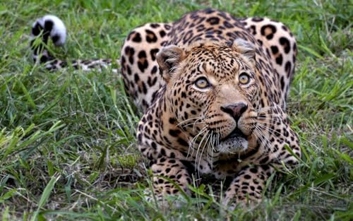 OZLHSP Spiel des Jahres Erwachsene Puzzle 500 Teile Leoparden Große Tiere 52x38cm OZLHSP Spiel des Jahres Erwachsene Puzzle 500 Teile Leoparden Große Tiere 52x38cm von OZLHSP