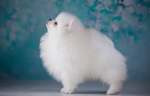 OZLHSP Spiel des Jahres Erwachsene Puzzle 500 Teile Spitztier 52x38cm OZLHSP Spiel des Jahres Erwachsene Puzzle 500 Teile Spitztier 52x38cm von OZLHSP