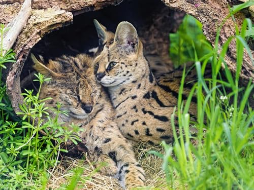 OZLHSP Spiel des Jahres Puzzle 1000 Teile Jungen 75x50cm OZLHSP Spiel des Jahres Puzzle 1000 Teile Jungen 75x50cm von OZLHSP