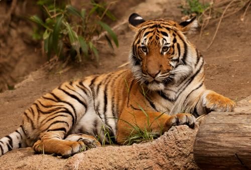 OZLHSP Spiel des Jahres Puzzle 1000 Teile Tiger Großkatzen Tier 75x50cm OZLHSP Spiel des Jahres Puzzle 1000 Teile Tiger Großkatzen Tier 75x50cm von OZLHSP