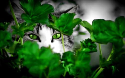 OZLHSP Spiel des Jahres Puzzle 1500 Teile Katzentiere 87x57cm OZLHSP Spiel des Jahres Puzzle 1500 Teile Katzentiere 87x57cm von OZLHSP