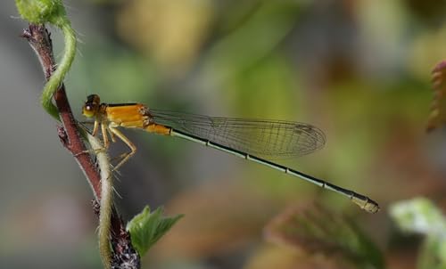 OZLHSP Spiel des Jahres Puzzle 1500 Teile Libellen Insekten Tiere 87x57cm OZLHSP Spiel des Jahres Puzzle 1500 Teile Libellen Insekten Tiere 87x57cm von OZLHSP