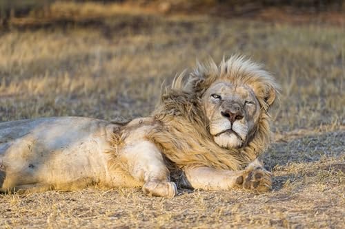 OZLHSP Spiel des Jahres Puzzle 1500 Teile Löwen Große Tiere 87x57cm OZLHSP Spiel des Jahres Puzzle 1500 Teile Löwen Große Tiere 87x57cm von OZLHSP