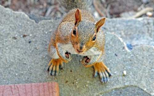 OZLHSP Spiel des Jahres Puzzle 500 Teile Eichhörnchen Nagetiere Tier 52x38cm OZLHSP Spiel des Jahres Puzzle 500 Teile Eichhörnchen Nagetiere Tier 52x38cm von OZLHSP