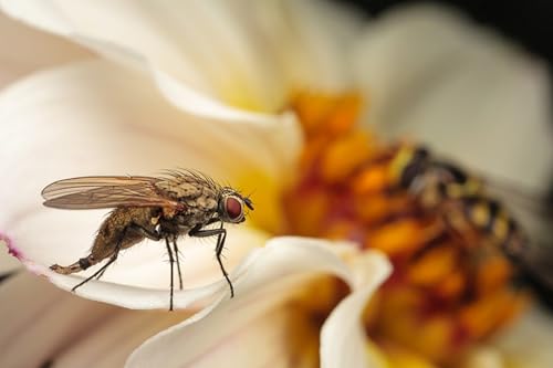 OZLHSP Spiel des Jahres Puzzle 500 Teile Fliegen Insekten Tiere 52x38cm OZLHSP Spiel des Jahres Puzzle 500 Teile Fliegen Insekten Tiere 52x38cm von OZLHSP