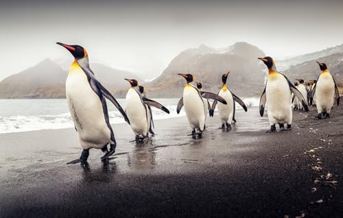 OZLHSP mädchen Geschenke 3D Puzzle 500 Teile Pinguine Küste Tier 52x38cm OZLHSP mädchen Geschenke 3D Puzzle 500 Teile Pinguine Küste Tier 52x38cm von OZLHSP