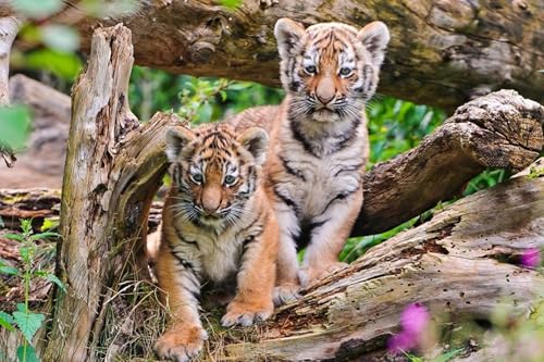 OZLHSP unmögliches Puzzle 500 Teile Tiger Großkatzen 52x38cm OZLHSP unmögliches Puzzle 500 Teile Tiger Großkatzen 52x38cm von OZLHSP