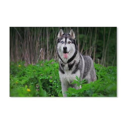 Klassisches Puzzle 1000 Teile，Husky-Hund, Tiere，Kind Oder Einen Freund,1000 Piece（38x26cm）-A109 von ObuMI