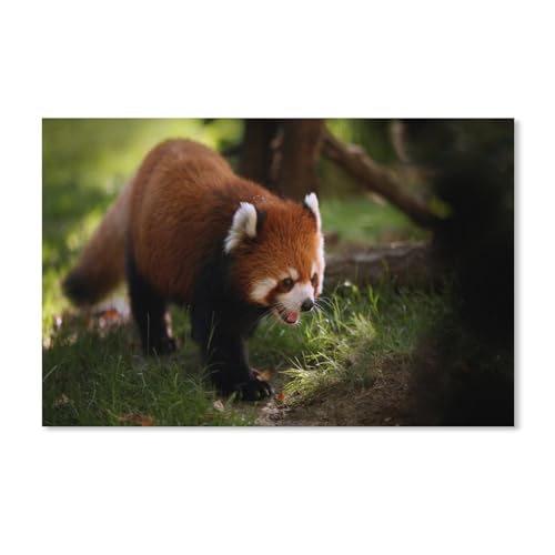 Puzzle 1000 Stück，Roter Panda läuft, gähnt，Klassische Puzzle 3D Puzzle DIY Kit Karton Spielzeug Einzigartiges Geschenk Wohnkultur（38x26cm）-A188 von ObuMI