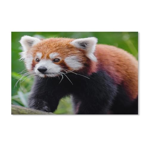 Puzzle 1000 Teile für Erwachsene，Roter Panda-Kletterbaum，Klassische Puzzle Teenager Jungen Mädchen Puzzle DIY Moderne Wohnkultur Einzigartiges Geschenk Intellektuelles Spiel（38x26cm）-C73 von ObuMI