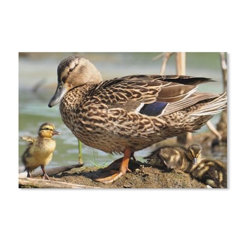 Puzzle 1000 Teile für Erwachsene，Wildente und Entenküken，Klassische Puzzle Teenager Jungen Mädchen Puzzle DIY Moderne Wohnkultur Einzigartiges Geschenk Intellektuelles Spiel（50x70cm）-A124 von ObuMI