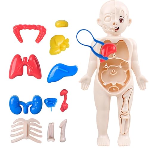 3D-Körpermodell – Multifunktionales menschliches Organspielzeug, abnehmbarer menschlicher Torso, Physiologie-Studienwerkzeuge | 3D-Anatomiekörper, abnehmbares Anatomie-Modell für Kinder, Körperanzeige von Opilroyn