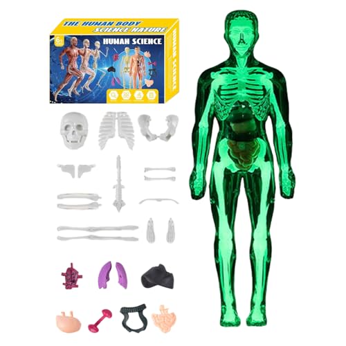 Anatomisches Modell Mensch 3D | Torso Anatomisches Mensch detailliert – STEM Lernspielzeug zum Zusammenbauen für Lehrer, Schüler, Eltern, Schule, Haus, Wissenschaft, Anatomie Anatomisches Modell Mensch 3D | Torso Anatomisches Mensch detailliert – STEM Lernspielzeug zum Zusammenbauen für Lehrer, Schüler, Eltern, Schule, Haus, Wissenschaft, Anatomie von Opvonxeh