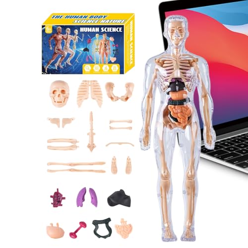 Humane Anatomie Modell 3D für – Torso Anatomisches menschliches Spielzeug – Lernspielzeug STEM zum Zusammenbauen für Lehrer, Schüler, Eltern, Schule, Haus, Wissenschaft, Anatomie Humane Anatomie Modell 3D für – Torso Anatomisches menschliches Spielzeug – Lernspielzeug STEM zum Zusammenbauen für Lehrer, Schüler, Eltern, Schule, Haus, Wissenschaft, Anatomie von Opvonxeh