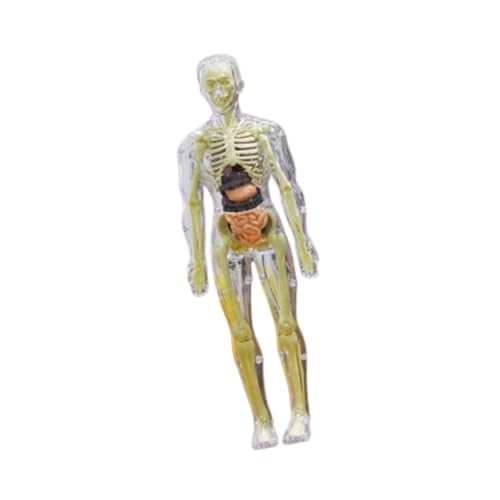 Oshhni Human Body Model Kinder Anatomiespielzeug, abnehmbare Organe, Skelettmodell Kinder Human Torso Organmodell für Lehrerversorgungen Haus, Transparent von Oshhni