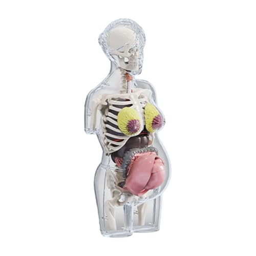 Oshhni Menschliches Körpermodell, Lernspielzeug, Schwangerschafts-Torso-Anatomiemodell, anatomischer für Jungen Mädchen Oshhni Menschliches Körpermodell, Lernspielzeug, Schwangerschafts-Torso-Anatomiemodell, anatomischer für Jungen Mädchen von Oshhni