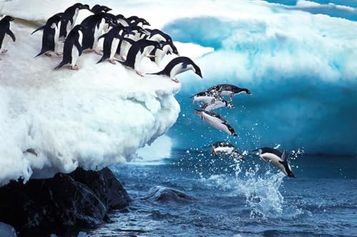 1000 Stück Adeliepinguin-Gruppe Springt Ins Meer Paulet Island In Der Antarktis Puzzle Holzpuzzle Für Erwachsene In Naturlandschaft von PEKNUX