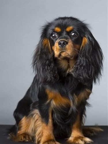 1000 Stück Cavalier King Charles Spaniel Puzzle Für Erwachsene Anspruchsvolles Puzzle Für Jugendliche Und Kinder Heimdekoration Haustier Hund Wandkunst Geschenk-Puzzle von PEKNUX