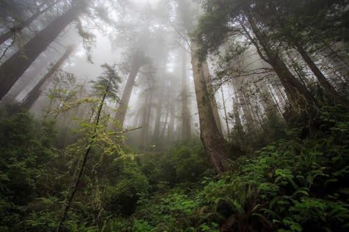 1000 Stück Gebeizt Kunst Jigsaw Puzzle Erwachsene Linde Wandbild Home Dekoration Redwood Bäume Wald Farn Nebel Nebel von PEKNUX