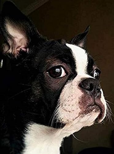 1000 Stück Puzzle Für Erwachsene Hund Boston Terrier Anspruchsvolle Pädagogische Spaßaktivitäten Familienaktivitäten Spiele Spielzeug Geschenke Holzpuzzles von PEKNUX