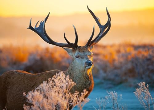 1000 Stück Puzzle Für Erwachsene Puzzle Für Erwachsene Puzzle Rothirsch In Der Morgensonne von PEKNUX