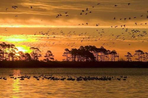 1000 Stück Puzzle Für Erwachsene Schöner Sonnenuntergang Und Vogelschwarm Familiensammlung Kunstwerk von PEKNUX