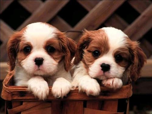 1000 Stück Puzzle Für Erwachsene Welpe Cavalier King Charles Spaniel Tier-Puzzle Spielspielzeug Geschenk Heimdekoration Anspruchsvolles Puzzle Geschenk Für Hundeliebhaber von PEKNUX