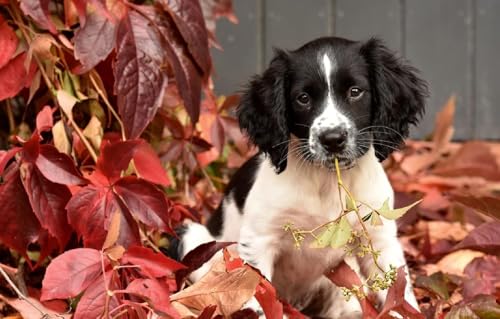 1000 Stück Puzzle Für Erwachsene Welpe English Springer Spaniel Puzzle Tierpuzzle Spielspielzeug Geschenk Heimdekoration Puzzle Geschenk Für Hundeliebhaber von PEKNUX