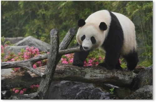 1000 Stück Puzzle Panda Großes Familienpuzzlespiel Kunstwerk Für Erwachsene Und Teenager von PEKNUX