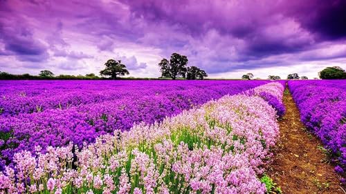 1000 Stück Romantischer Lila Himmel Provence Lavendel Blume Meer Blumen Feld Dämmerung Sonnenuntergang Landschaft Spiele Für Erwachsene Holz-Ölgemälde Holz-Puzzle von PEKNUX