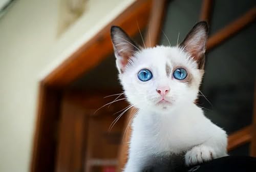 1000 Teile Puppe Katze Das Holzpuzzle Für Erwachsene Lernspielzeug Herausfordernde Familienspiele Heimdekoration Geschenke von PEKNUX