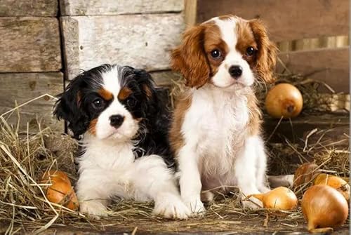 1000 Teile Zwei Hunde Das Holzpuzzle Lernspielzeug Für Erwachsene von PEKNUX