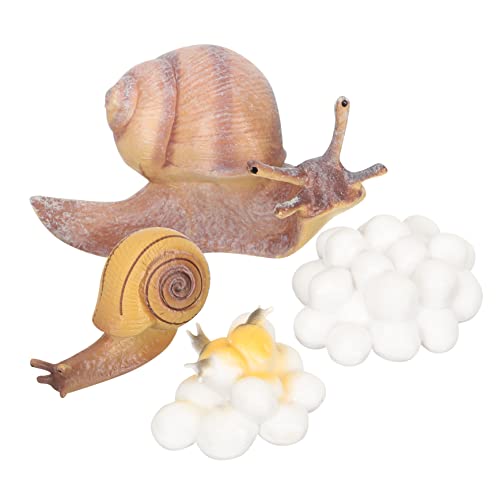 PHENOFICE 1 Satz Wachstumszyklus Der Schnecke Kinderspielzeug Modell des Schneckenwachstumszyklus Lebenszyklusmodelle Von Tieren Spinnenspielzeug Tierkreisspielzeug Miniaturen Harz von PHENOFICE