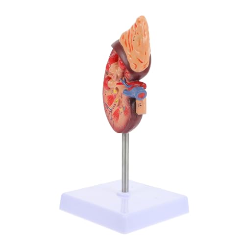 PHENOFICE Nierenmodell Menschliches Körpermodell Schaufensterpuppen Medizinisches Modell Pädagogisches Modell Modelle Systemmodell Leber Anatomisches Modell Anatomie Biologie von PHENOFICE