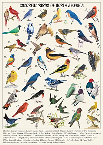 Vintage Vogel Puzzles für Erwachsene 1000 Teile, Tier Kolibri Puzzle mit 36 bunten Vögeln in Nordamerika, Vogel Puzzle Natur als Vogelliebhaber Geschenke von PICKFORU