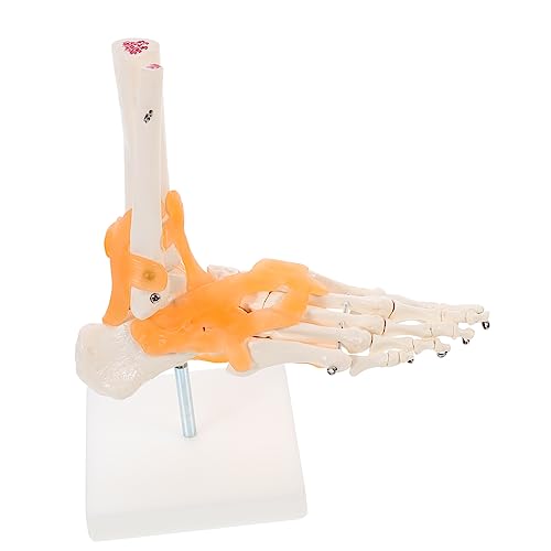 PLAFOPE 1stk Mannequin Anatomisches Menschliches Skelett Anatomisches Modell Wissenschaftliches Skelettmodell Menschliches Fußgelenkmodell Anatomie Modell Füße Gelenkgelenkmodell Pvc von PLAFOPE