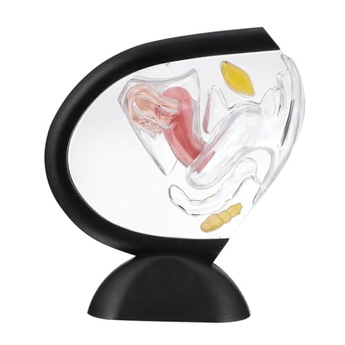 PLAFOPE Transparentes Uterus-Modell Eierstock-Modell transparentes Uterusmodell weiblich Gebärmuttermodell Medizinisches Forschungsmodell werkzeug Frauenorganstrukturmodell Lehrmittel PVC von PLAFOPE