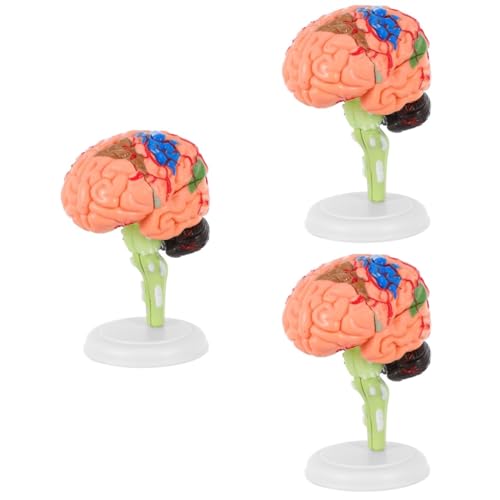 3 Stk Experimentelle Lehrmedizin Anatomiemodell Molekularer Modellbausatz Skelett Menschliches Schädelmodell Für Die Anatomie Körper Wissenschaft Organe Studie Plasmakugel Herz Pvc PartyKindom von PartyKindom