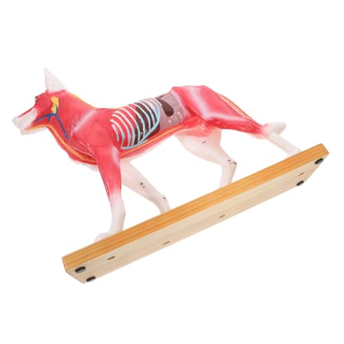 Akupunkturpunktmodell Für Hunde Plüsch Hund 4d-anatomiemodell Für Hunde Haustier Realistischer Hund Hundemodell Modell Anatomie Hundeanatomiemodell Lehr-trainings-tools Pvc PartyKindom von PartyKindom