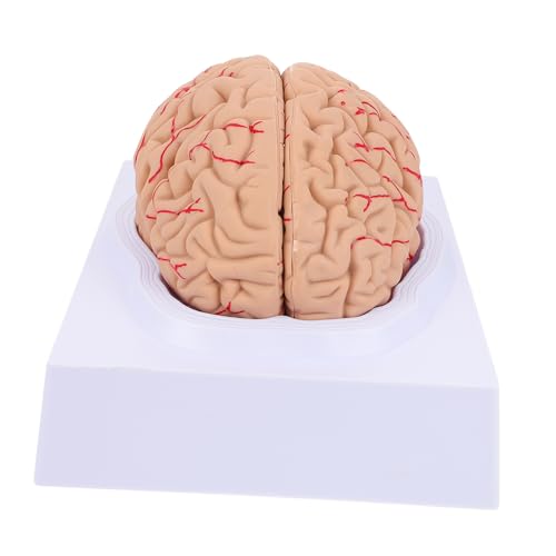 PartyKindom 1Stk Neuronales Lehrmodell abnehmbares Gehirnmodell Modell des menschlichen Körpers Modelle brain model PVC-Gehirnmodell Anatomie Schädelarterienmodell Anatomie Gehirnmodell von PartyKindom