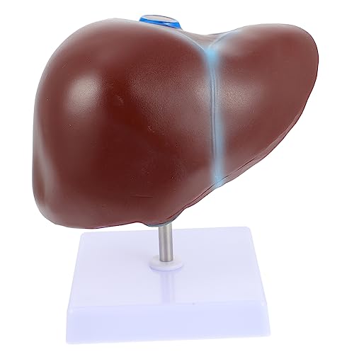 PartyKindom 1stk Anatomisches Modell Der Leber Anatomie Und Physiologie Abnehmbares Menschliches Spielzeugmodell Modell Der Menschlichen Leber Herz Anatomiemodell Lungenmodell Lebermodell Pvc von PartyKindom