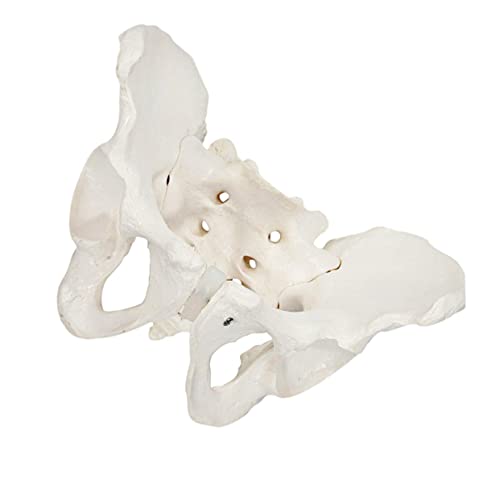 PartyKindom 1stk Weibliches Beckenmodell Schnecke Modell Des Beckenskeletts Anatomisches Modell Des Beckens Beckenmodell Trainieren Weibliches Skelettmodell Mütterlich Ratte Maschine Weiß Pvc von PartyKindom