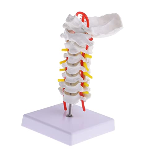 PartyKindom 3 Stk Halswirbelsäule Mit Halsschlagader Skelettmodell Gehirn Bausatz Gerät Wirbelmodell Menschlich Anatomisch Nacken Anatomie Wirbelsäulenmodell Anatomiemodell Lehrstütze Pvc von PartyKindom