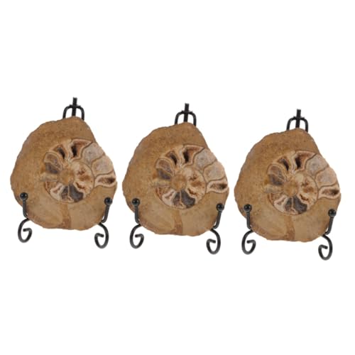 PartyKindom 3 Stück Ammoniten Ammoniten Modelle Ornament Ammoniten Ornament Ammoniten Probe Ammoniten Dekor Für Geschenke Ammoniten Dekorationen Ammoniten Modelle Zum Lernen von PartyKindom