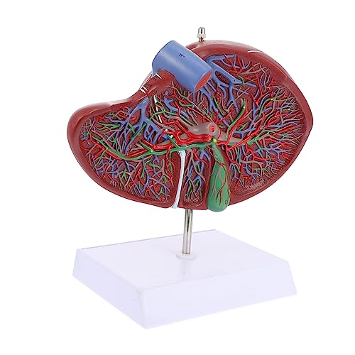 Anatomisches Modell Der Leber Mannequin Anatomisches Lebermodell Medizinisches Lebermodell Menschliches Normales Lebermodell Gesäßpolster Menschlicher Körper Plastik Gallenblase von PartyKindom