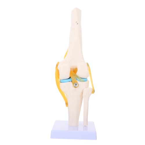 PartyKindom Kniemodell Knie 3d-modell Knieanatomie 3d-modell Skelettmodell Menschliches Skelett Körper Modelle Herzmodell Gehirnmodell Modell Der Lendenwirbelsäule Skelett in Voller Größe Pvc von PartyKindom