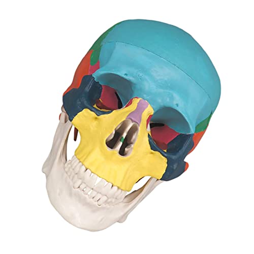 PartyKindom Knochenschädel anatomisches Modell Anatomiebuch menschliches Skelettleben Skelettanatomie Körper the skulls totenschädel abnehmbares Schädelmodell menschliches Schädelmodell PVC von PartyKindom